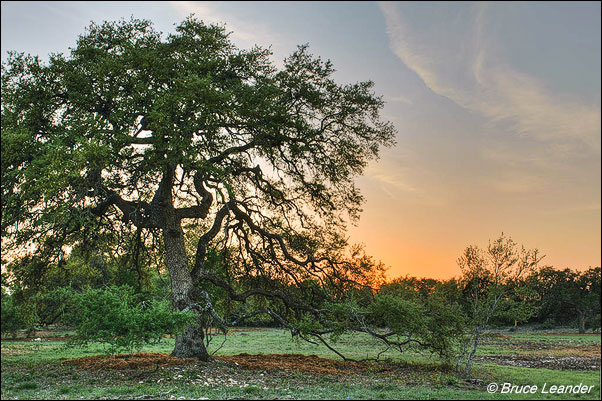 Bruce Leander's original image
