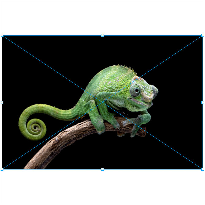 Free Transform bounding box